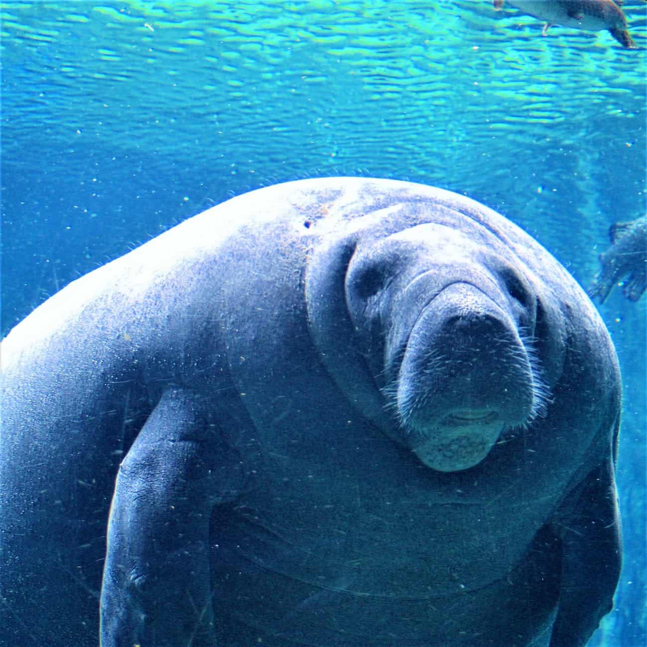 manatees underwater