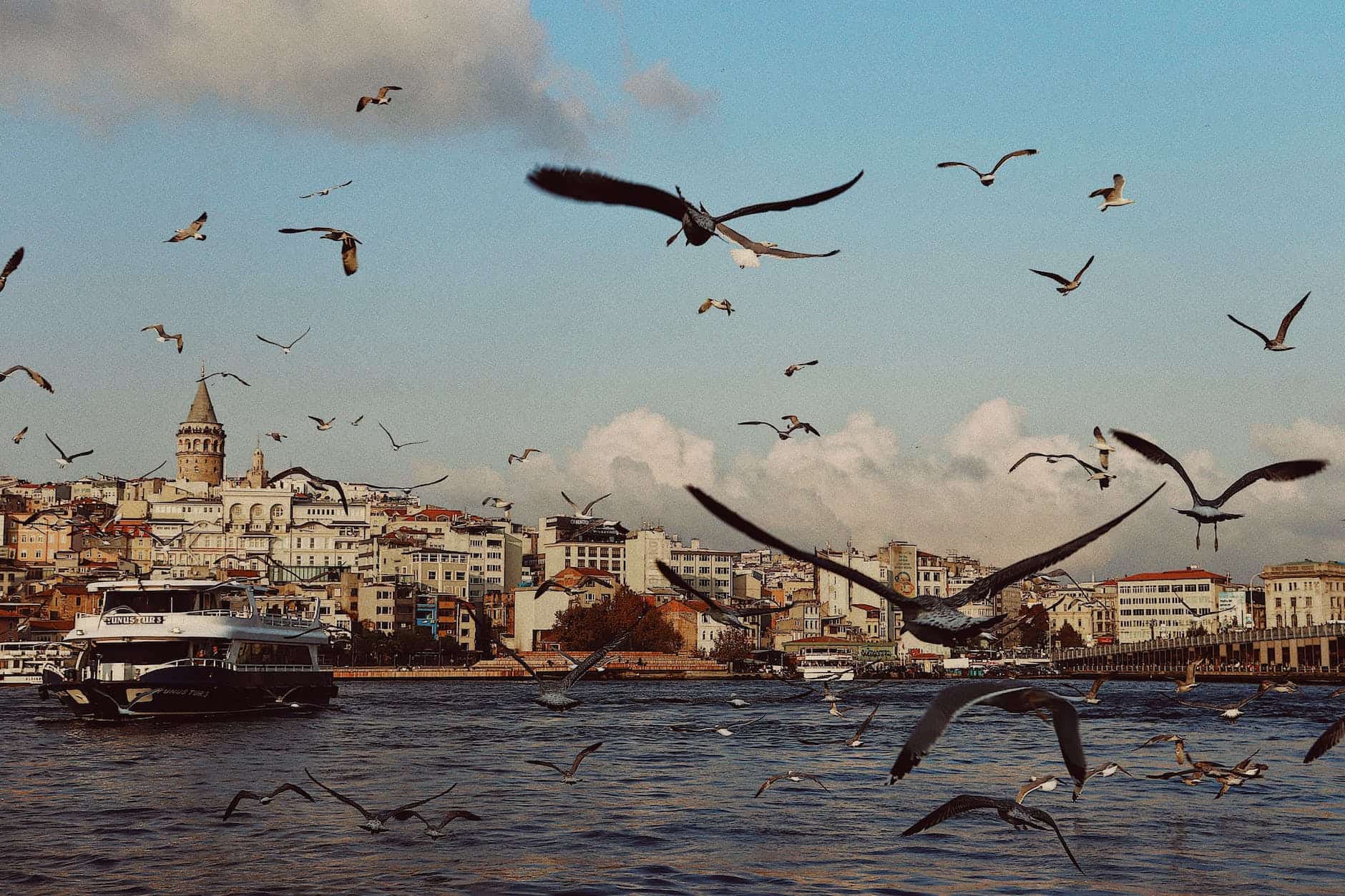 abundance of seagulls in city harbor