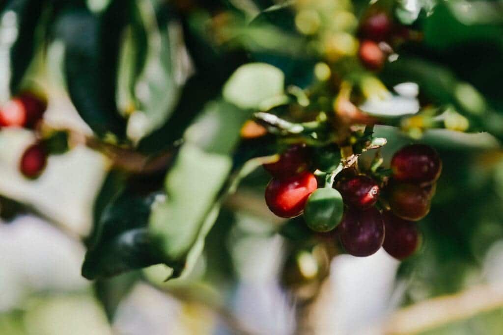 Costa Rica Coffee Plant