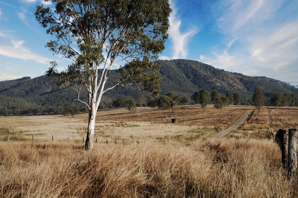 Country scene