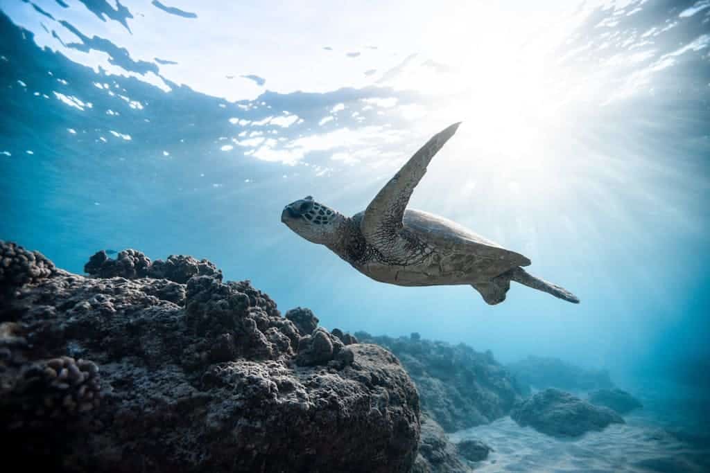 Photo of Sea Turtle