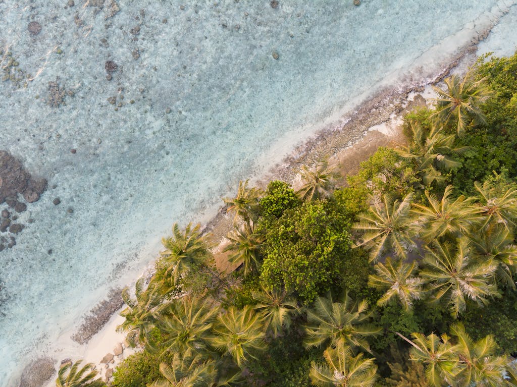 Seashore with azure water and green palms