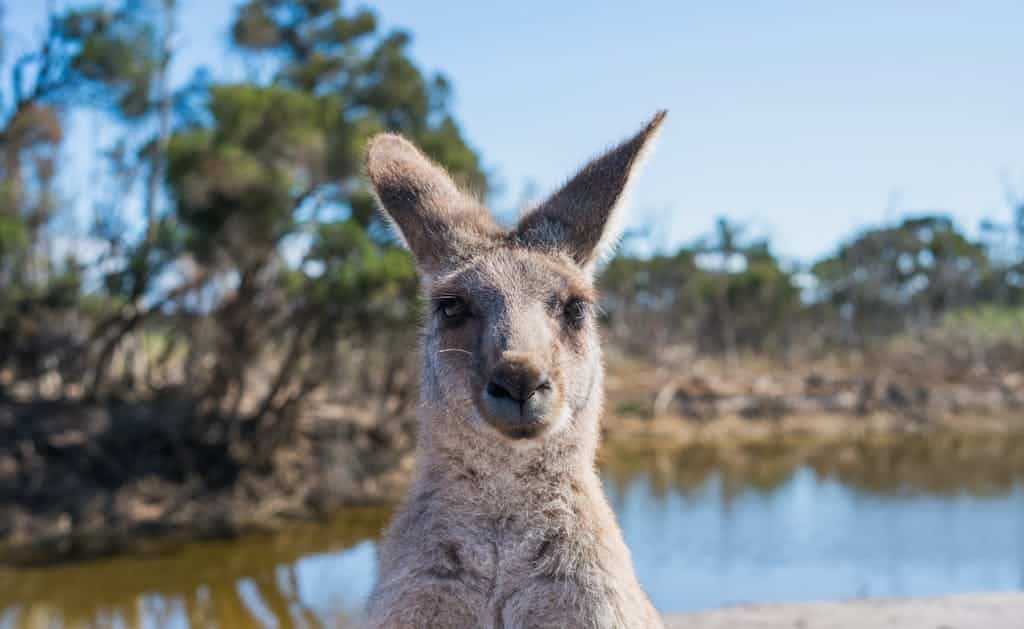 Shallow Focus Photo Of Kangaroo