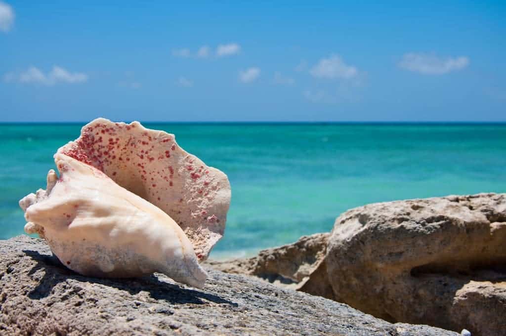 Conch Shell Turks