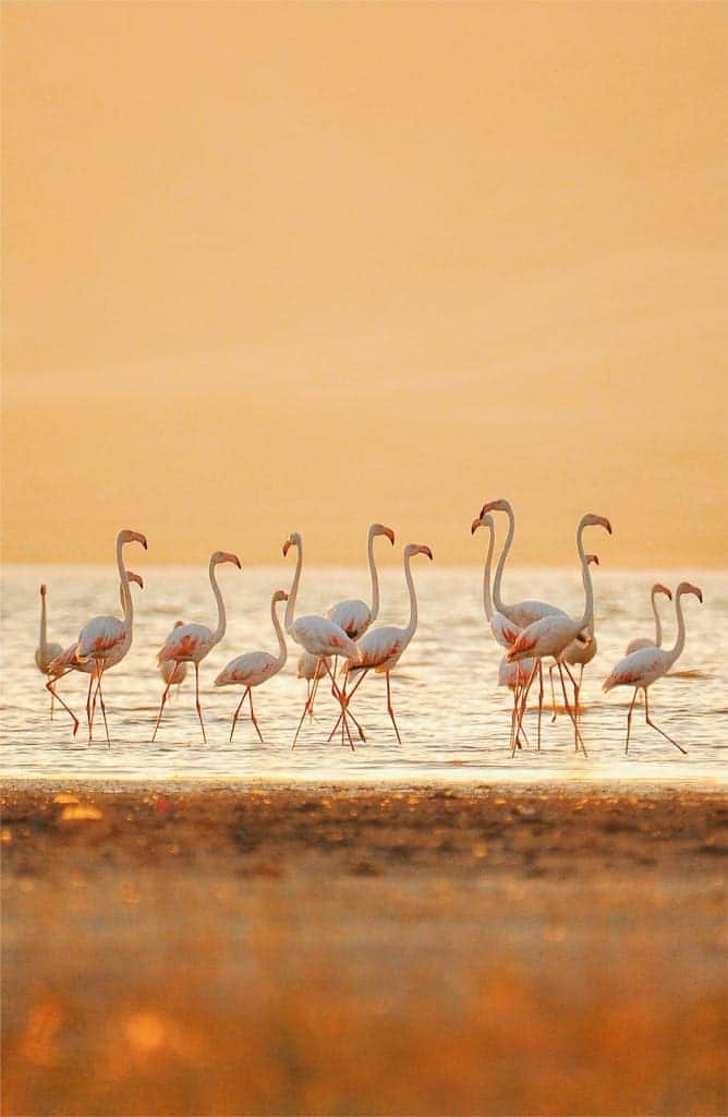 Flock of Flamingos on Water