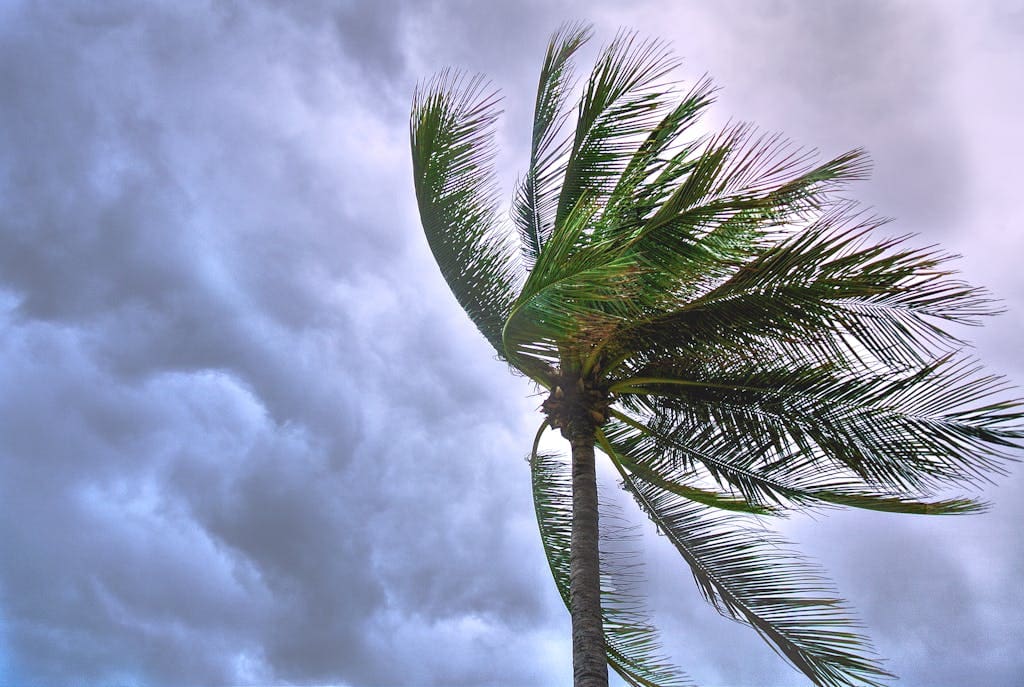 Close Up Photo of Coconut Tree