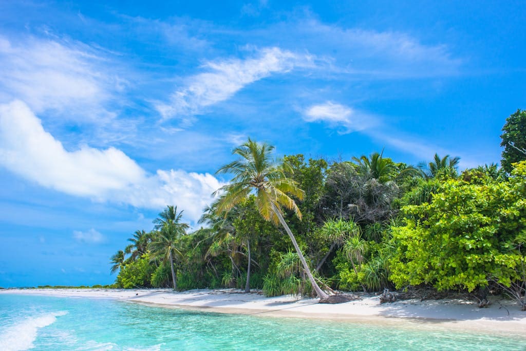 Palm Tree Near Body of Water