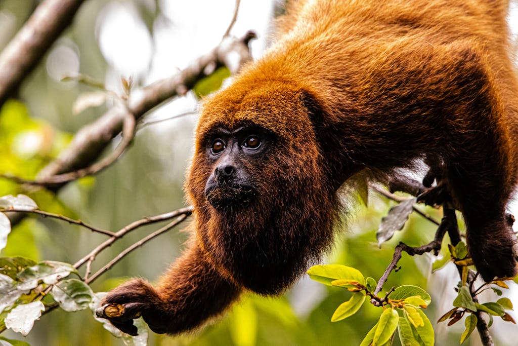 Southern Brown Howler in Forest