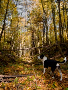 Fall road trips in New England