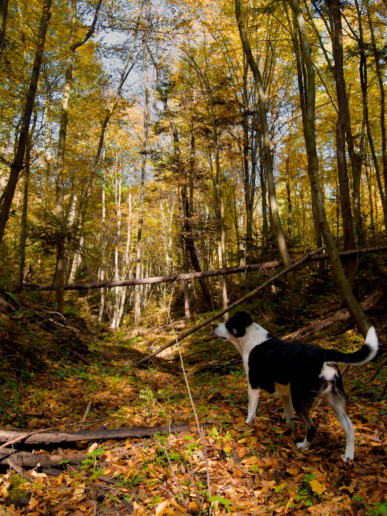 Fall road trips in New England