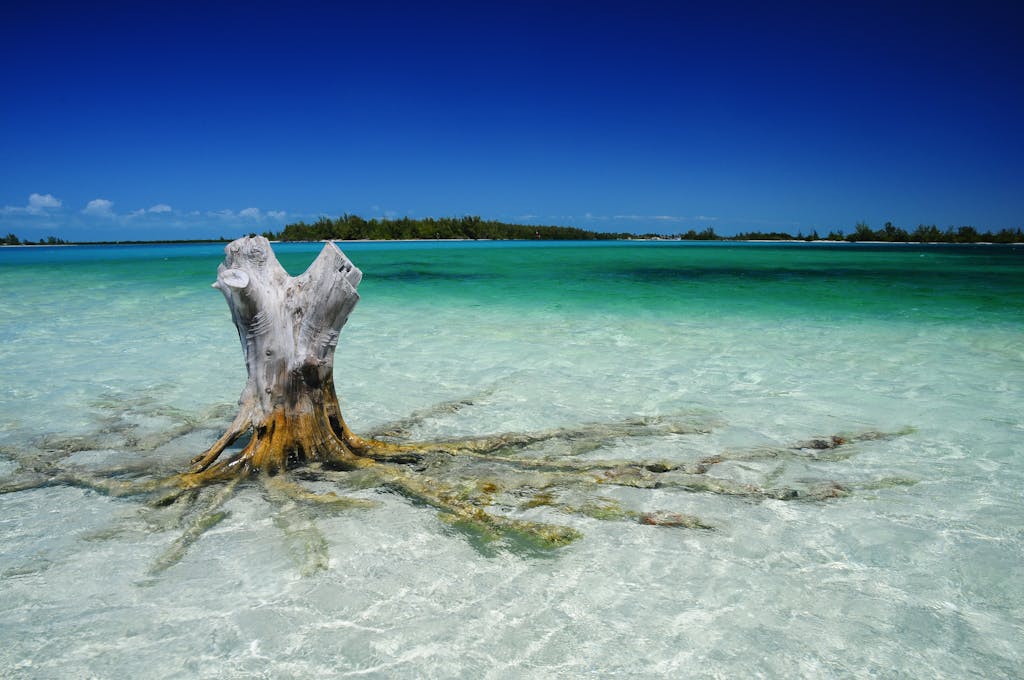 A tranquil scene of a tree stump in crystal clear waters with lush greenery in the background.