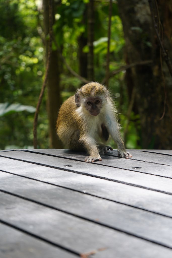 A curious green monkey sitting on a wooden deck surrounded by lush rainforest greenery.