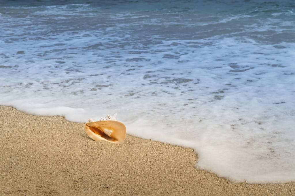 A tranquil beach scene with a conch shell resting on the sandy shore, waves gently lapping nearby.