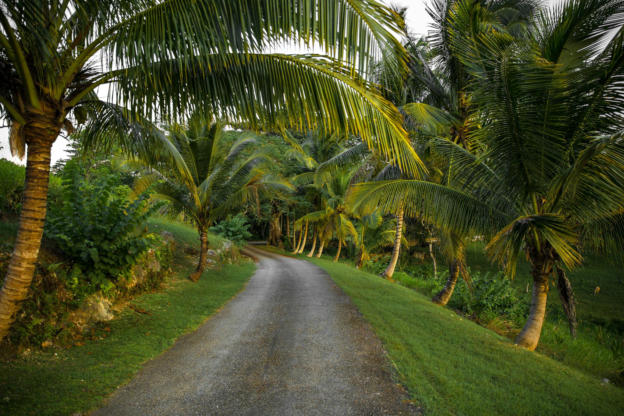 Captivating view of an unpaved road flanked by tropical palm trees in Jamaica, perfect for travel themes.