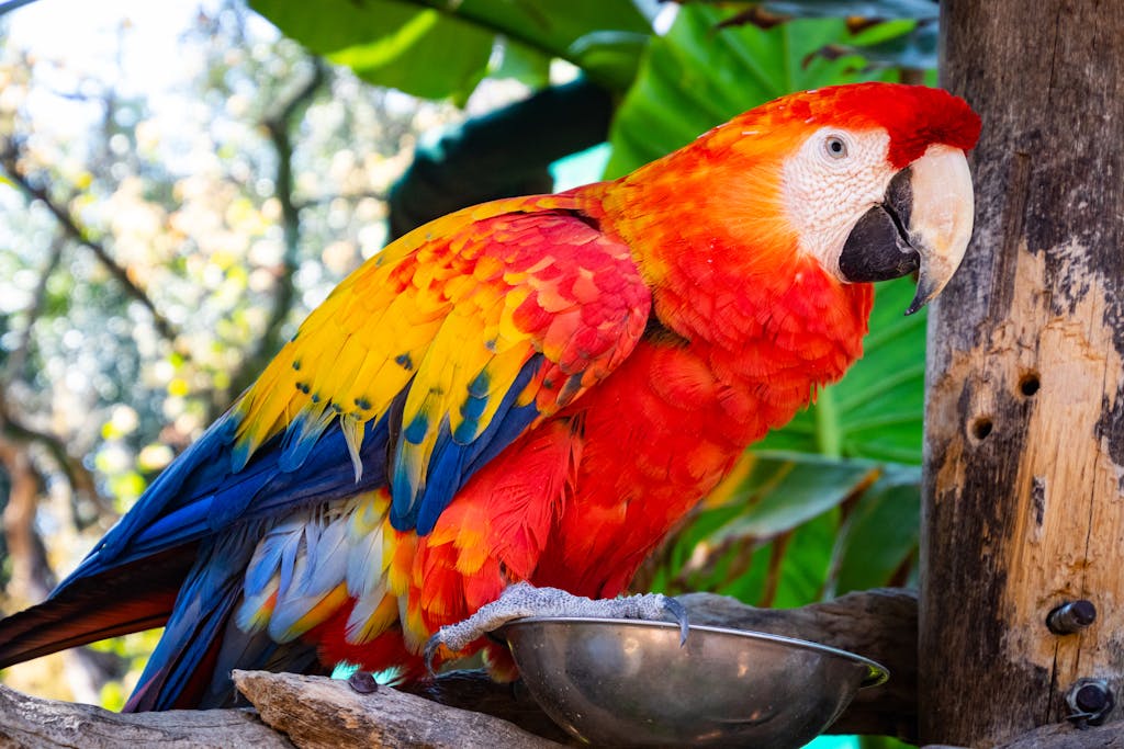 Close-up of a colorful Scarlet Macaw perched outdoors, showcasing vivid feathers.